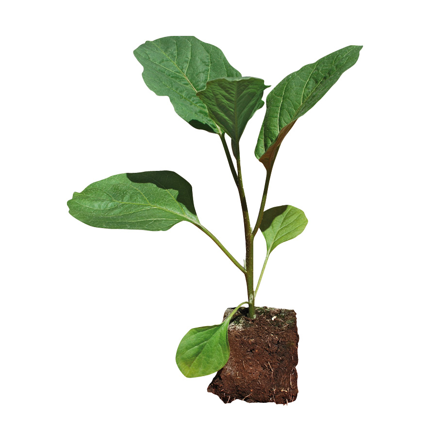 Plant aubergine-NG-M7.5-ST2