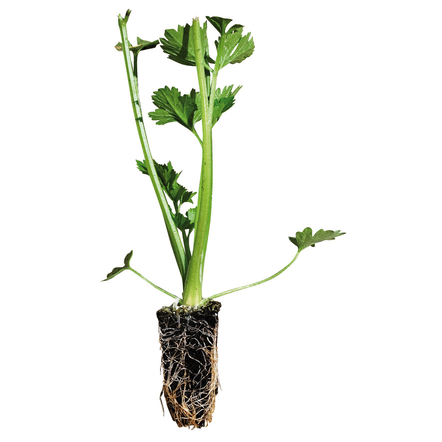 Plant céleri-mini-motte