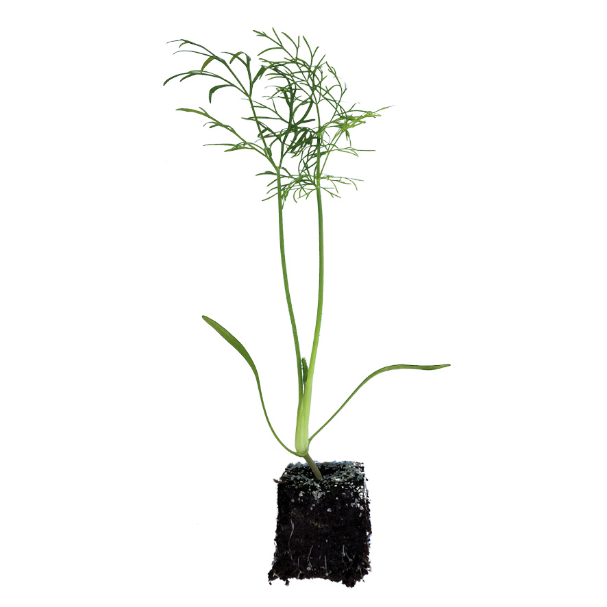 Plant fenouil-M4
