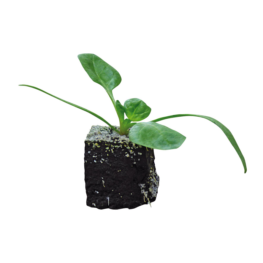 Plant épinard-M4