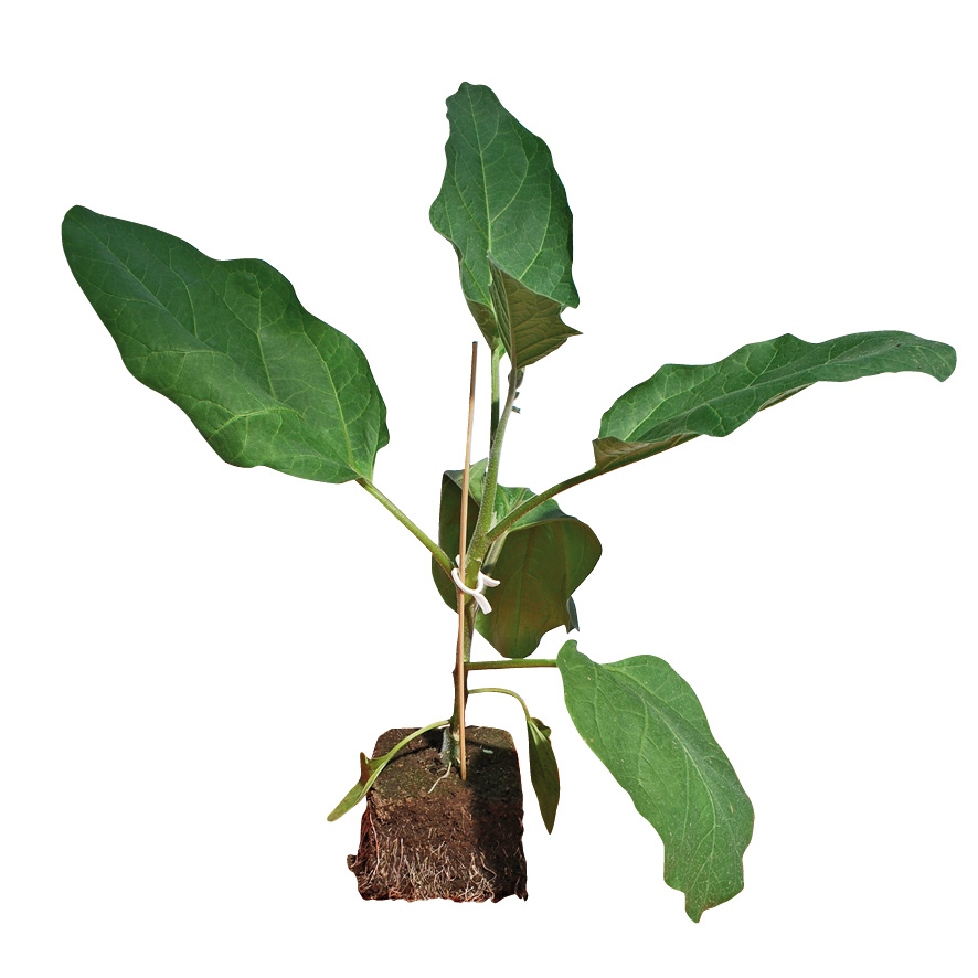 Plant aubergine-GR-M10-ST5