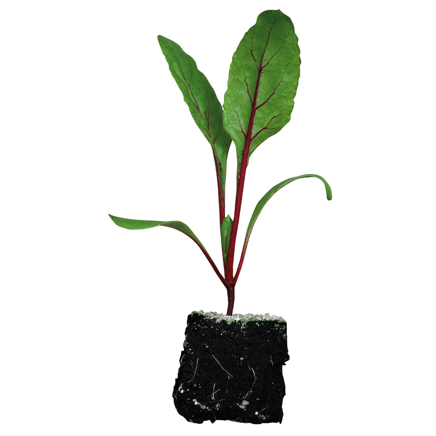 Plant betterave-M4