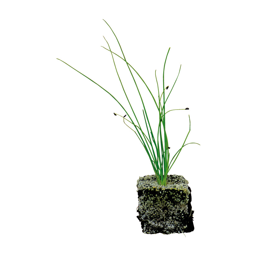 Plant ciboulette-M4