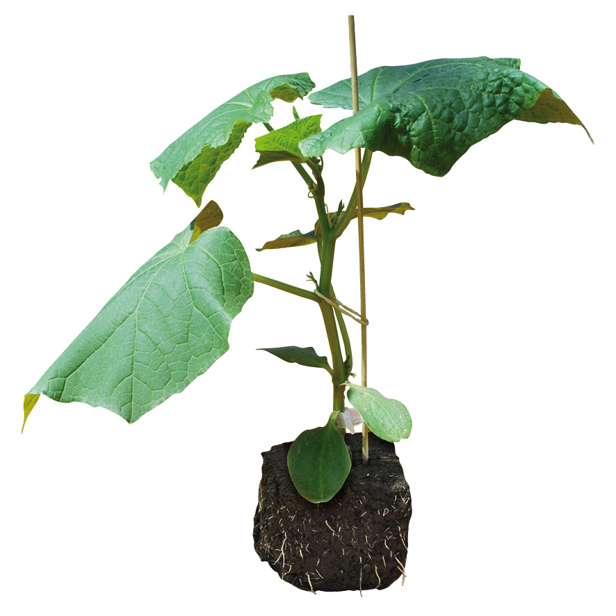 Plant concombre-GR-M10-ST6