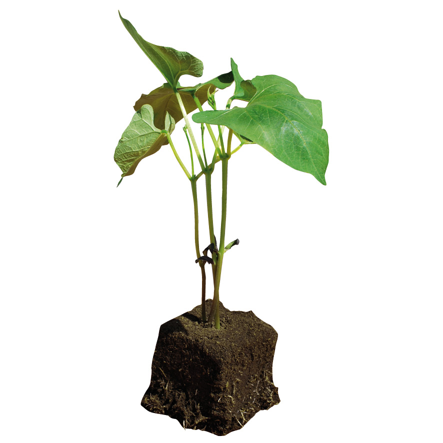 Plant haricot-M7.5