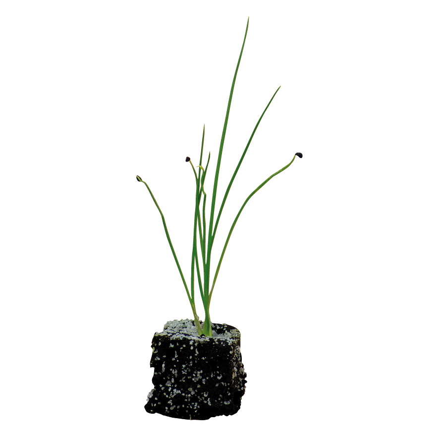 Plant oignon-M4