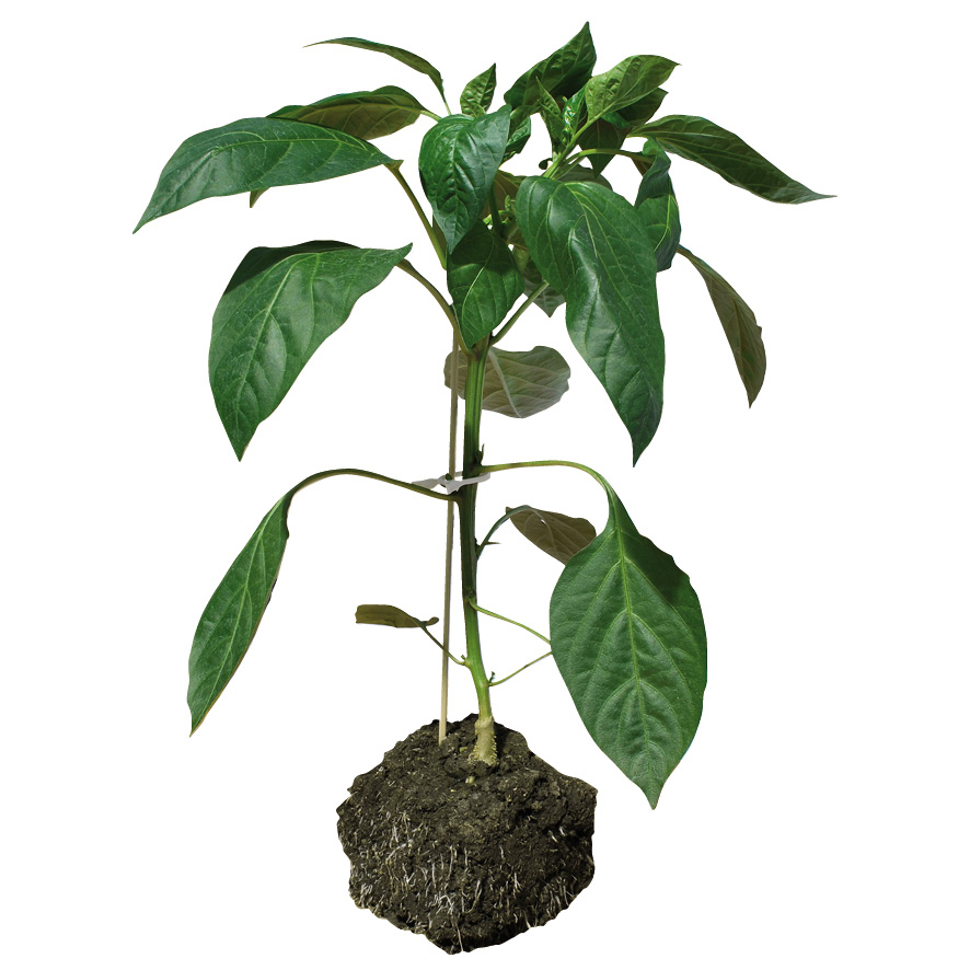 Plant piment-poivron-GR-M10-ST5