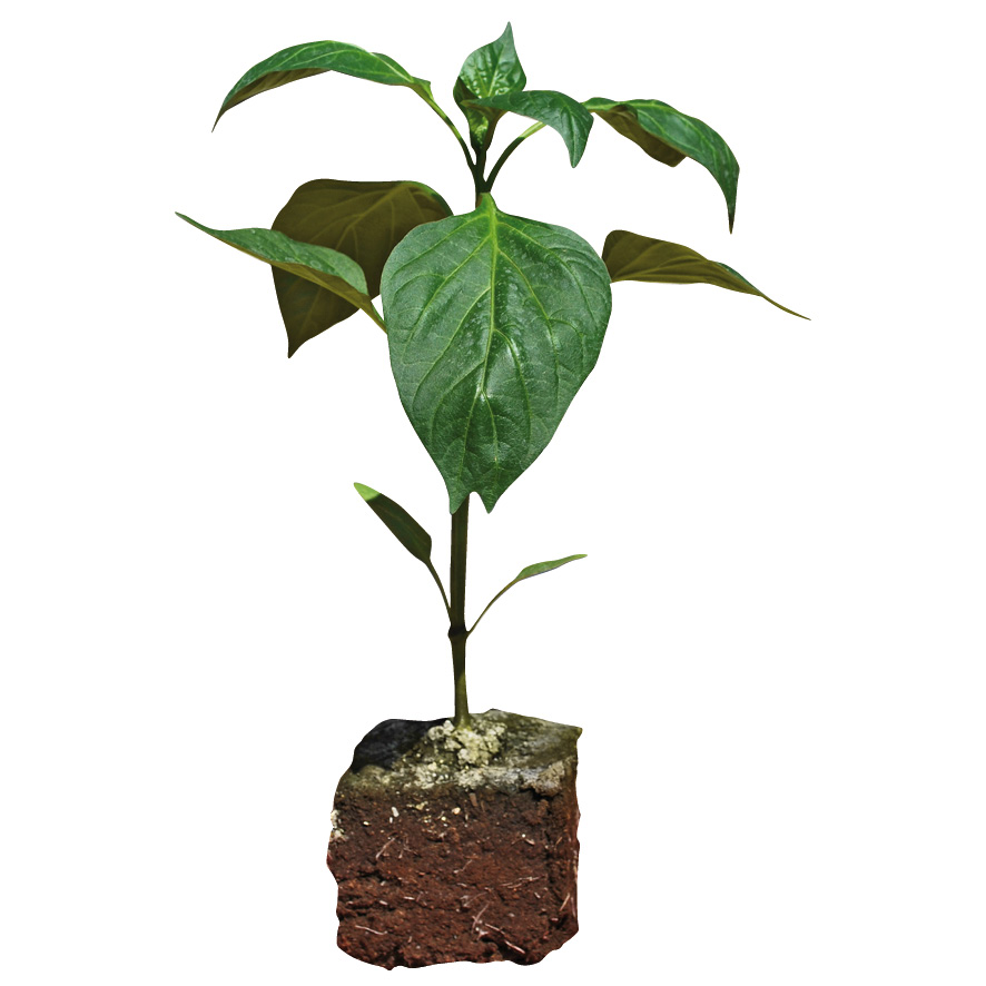 Plant piment-poivron-NG-M7.5-ST2