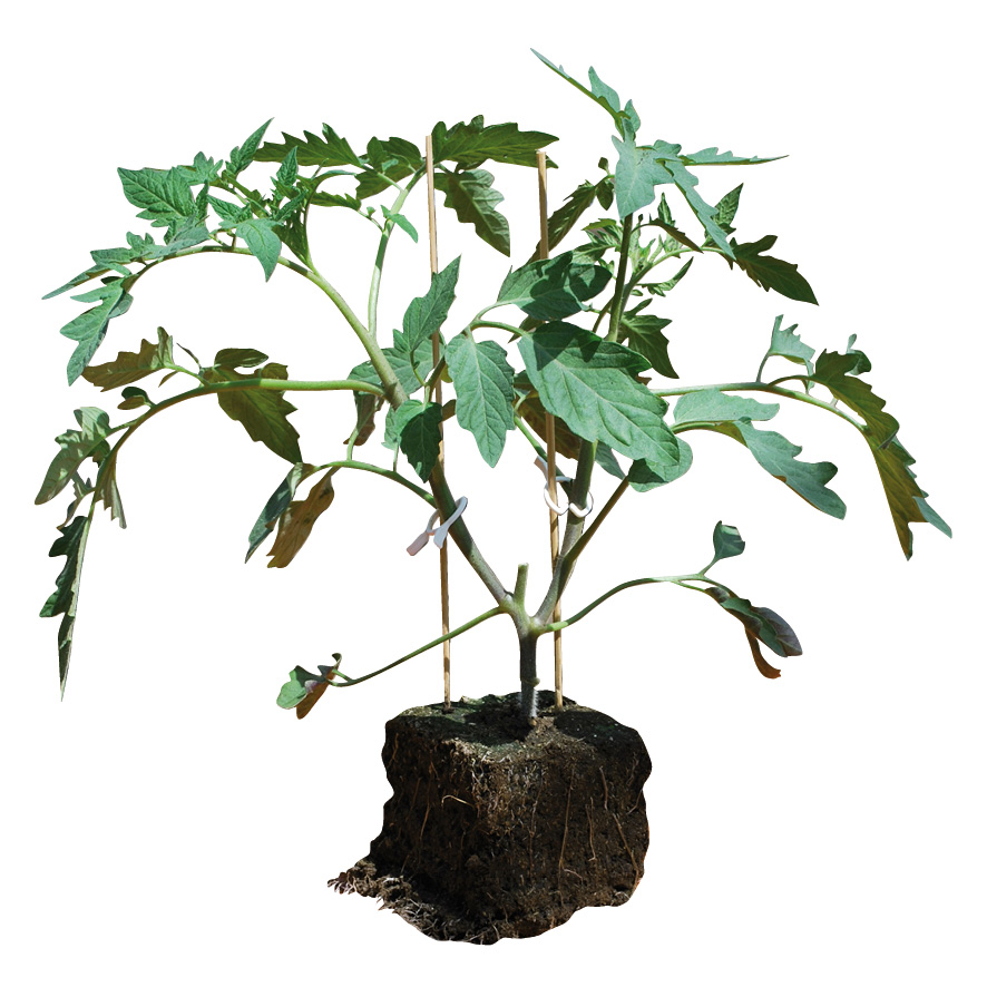 Plant tomate-GR-M10-ST6