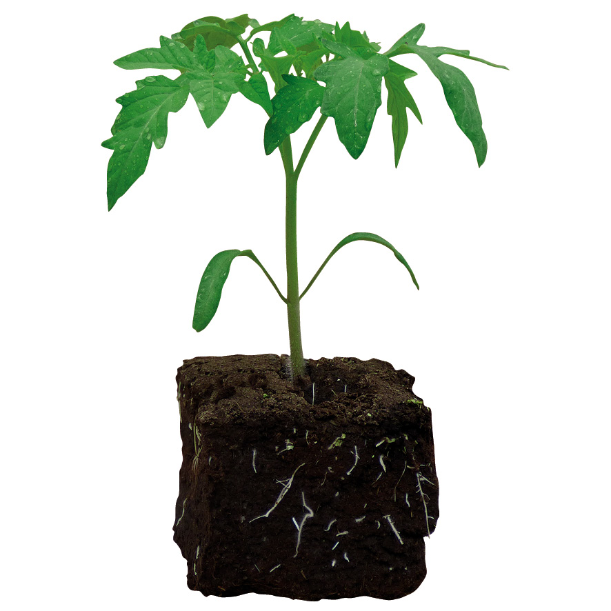 Plant tomate-NG-M7.5-ST2